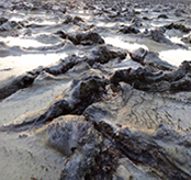 Cyanobacterial mats